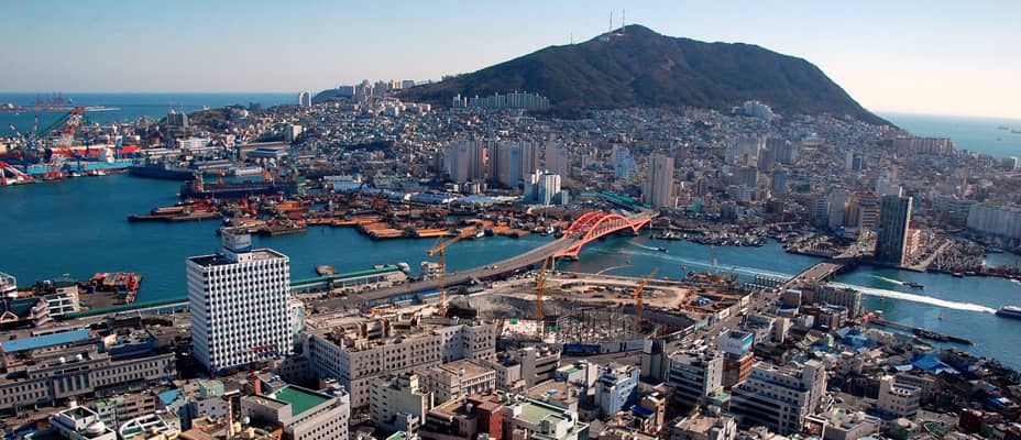 cá chình busan